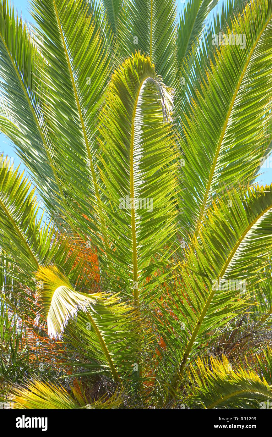 Lungo i rami di palma con strette hard pungenti foglie dure nel mezzogiorno luce estiva. Foto Stock