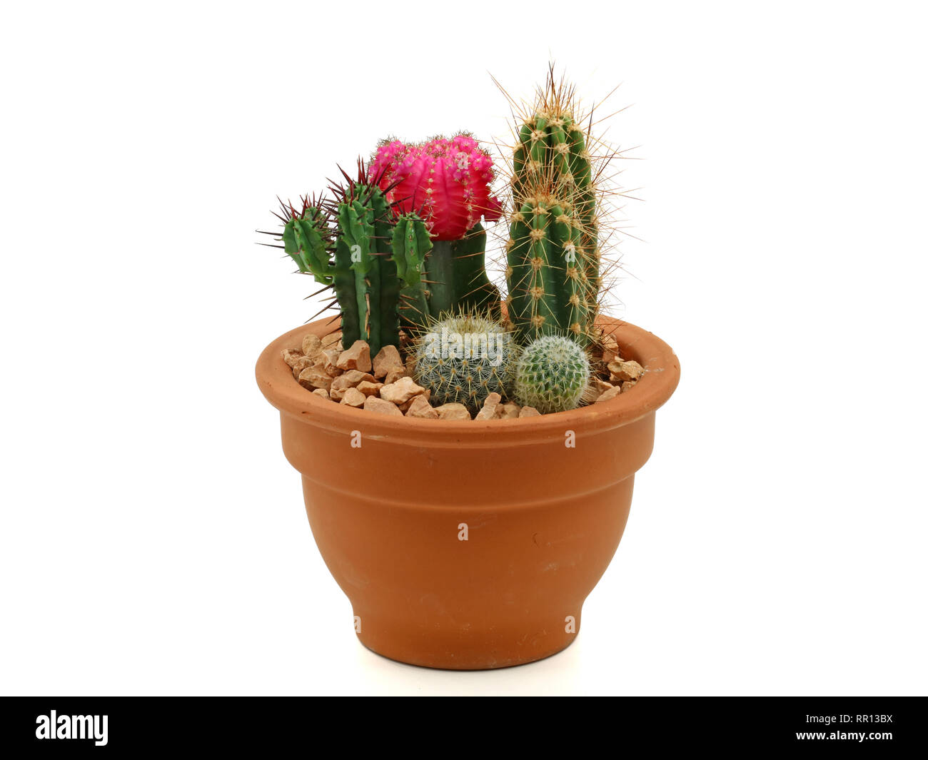 Collezione di cactus in un vaso in terracotta su sfondo bianco Foto Stock