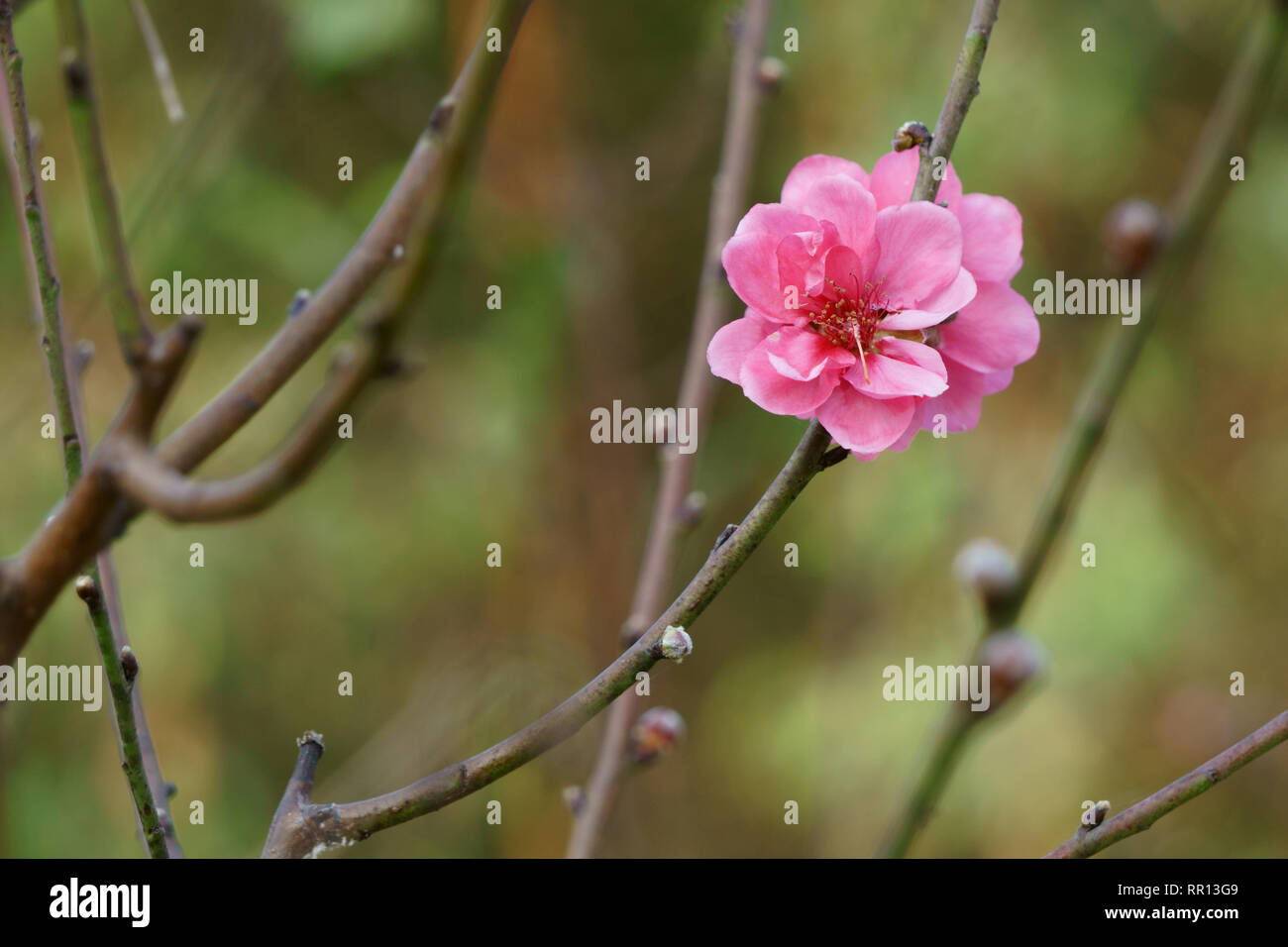 Peach blossom nel giardino di primavera Foto Stock
