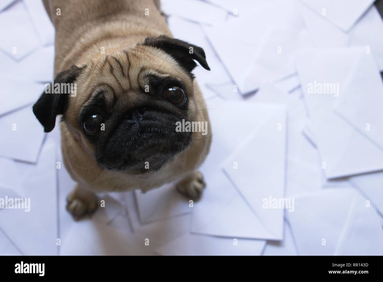 Pug in piedi sulle buste Foto Stock