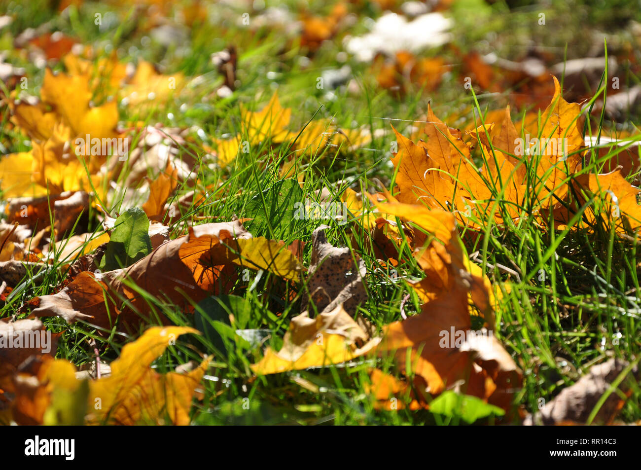 Giallo di foglie di acero con poco web su di loro in erba verde in presenza di luce solare, fuoco selettivo. Foto Stock