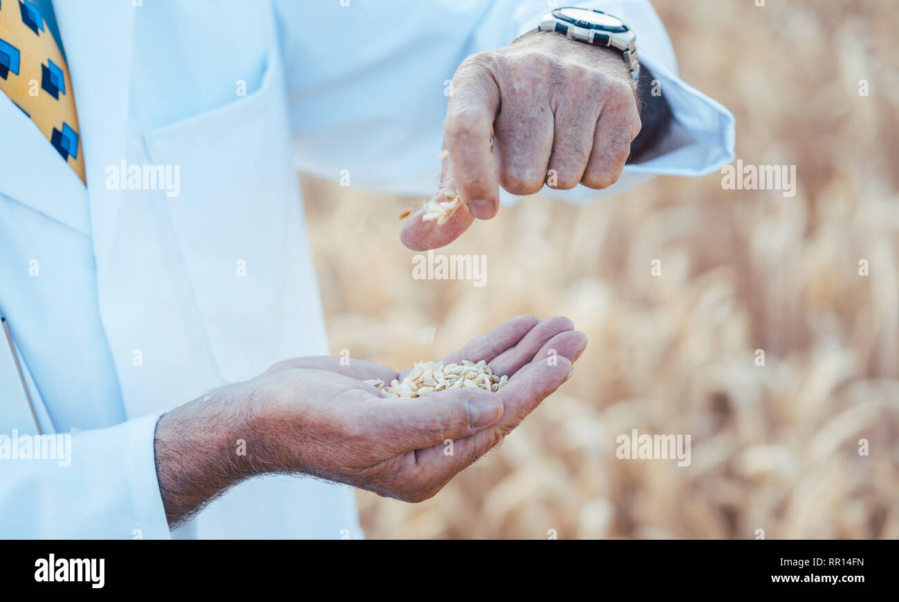 Scienziato alla ricerca di nuovi tipi di cereali, colture e delle piante Foto Stock
