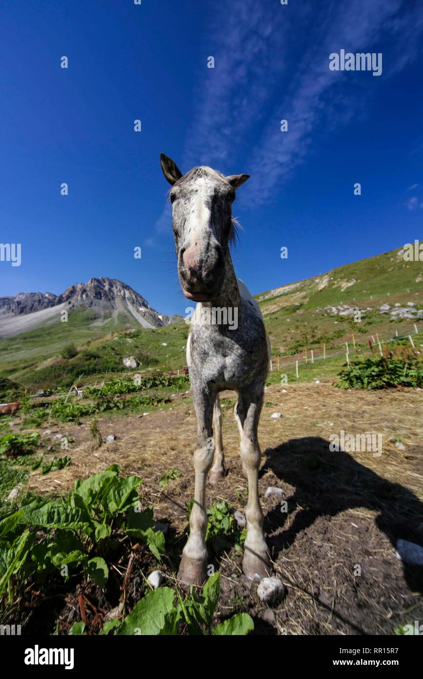 Colline punteggiano cavallo grigio nelle Alpi francesi. Foto Stock
