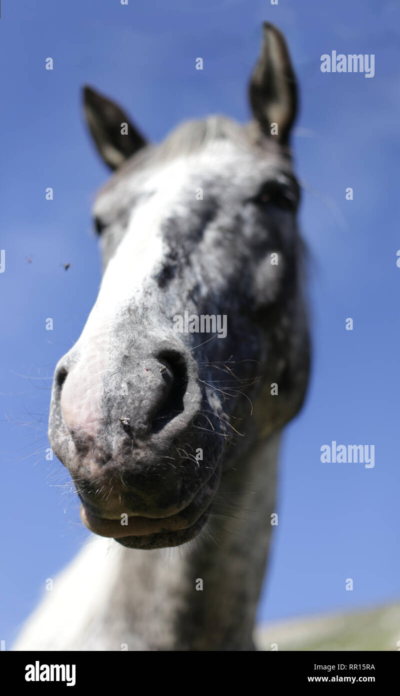 Colline punteggiano cavallo grigio nelle Alpi francesi. Foto Stock