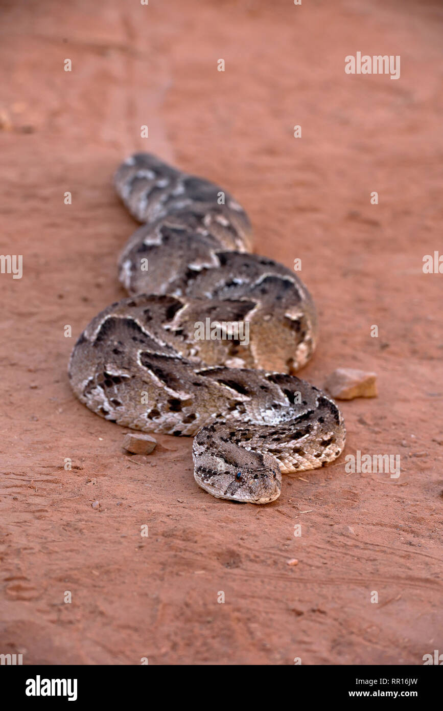 Zoologia, rettile (Reptilia), puff sommatore (Bitis arietans), Savuti, Chobe National Park, Botswana, Additional-Rights-Clearance-Info-Not-Available Foto Stock