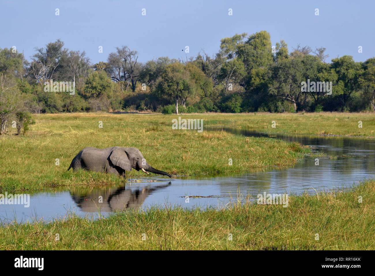 Zoologia, mammifero (mammalia), elefante africano (Loxodonta africana), area di Khwai, distretto nordoccidentale, Okavango D, Additional-Rights-Clearance-Info-Not-Available Foto Stock