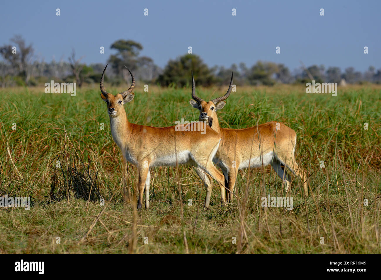 Zoologia, mammifero (mammalia), rosso o lechwe lechwe antilope (Kobus leche leche), Gomoti Area di concessione,, Additional-Rights-Clearance-Info-Not-Available Foto Stock