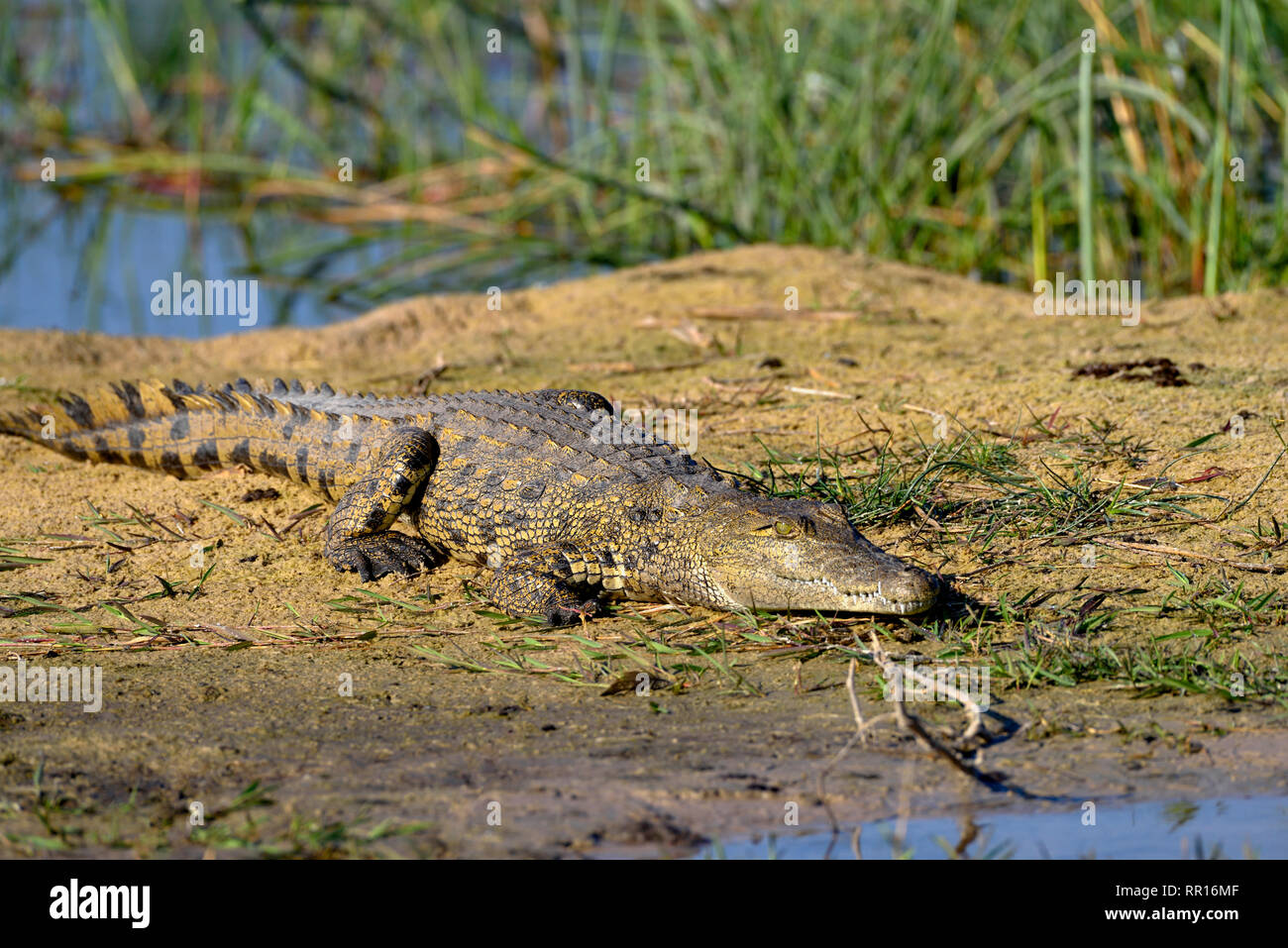 Zoologia, rettile (Reptilia), coccodrillo del Nilo (Crocodylus niloticus cowiei), Gomoti Area di concessione, Oka, Additional-Rights-Clearance-Info-Not-Available Foto Stock