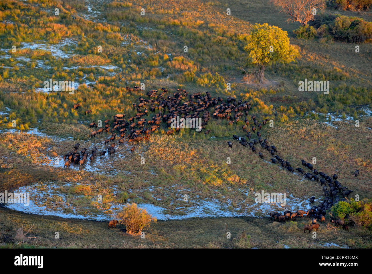 Zoologia, mammifero (mammalia), bufali gregge o africano buffalo (Syncerus caffer), la fotografia aerea, Additional-Rights-Clearance-Info-Not-Available Foto Stock