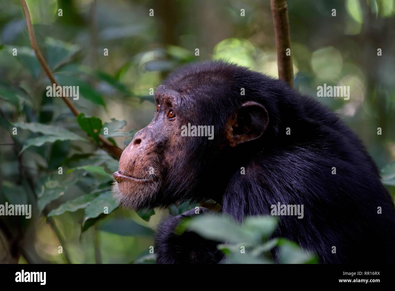 Zoologia, mammifero (mammalia), Africa Occidentale (scimpanzé Pan troglodite verus) nella foresta pluviale, free-li, Additional-Rights-Clearance-Info-Not-Available Foto Stock