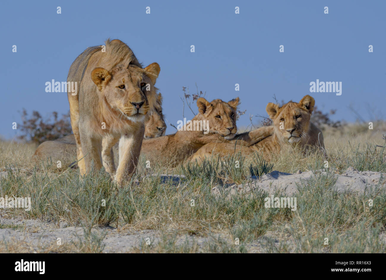 Zoologia, mammifero (mammalia), Lion (Panthera Leo), il Parco Nazionale di Etosha, Namibia, Additional-Rights-Clearance-Info-Not-Available Foto Stock