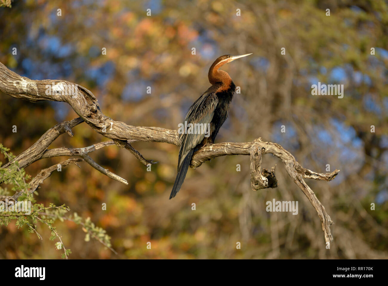 Zoologia, uccelli (Aves), African darter (Anhinga rufa) sul fiume Kavango, accanto a Rundu, regione Kavan, Additional-Rights-Clearance-Info-Not-Available Foto Stock
