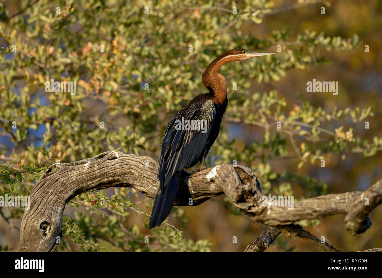 Zoologia, uccelli (Aves), African darter (Anhinga rufa) sul fiume Kavango, accanto a Rundu, regione Kavan, Additional-Rights-Clearance-Info-Not-Available Foto Stock