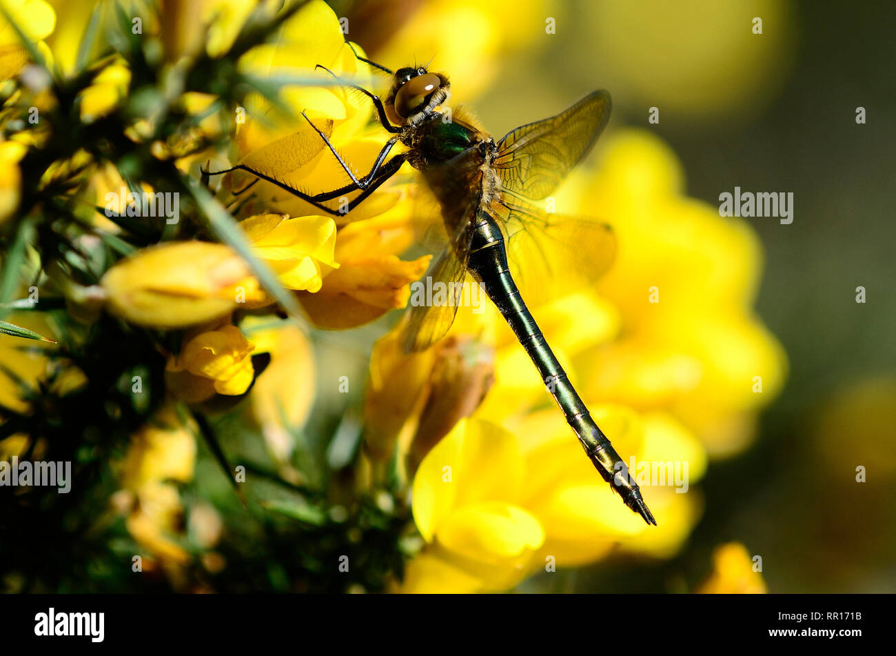 Maschio di roverella libellula smeraldo a riposo su gorse fiore. Dorset, Regno Unito potrebbero Foto Stock