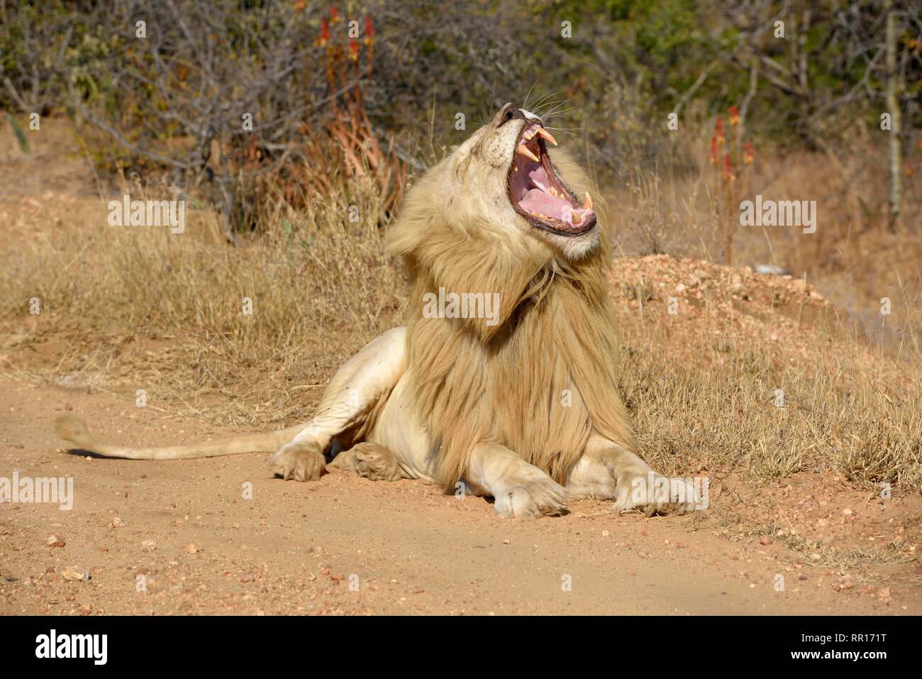 Zoologia, mammifero (mammalia), sbadiglio white lion (Panthera Leo), maschio, Diamond Area 1 del attraverso la boa, Additional-Rights-Clearance-Info-Not-Available Foto Stock