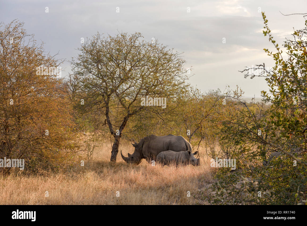 Zoologia, mammifero (mammalia), rinoceronte bianco del Sud (Ceratotherium simum simum), madre di vitello, B, Additional-Rights-Clearance-Info-Not-Available Foto Stock