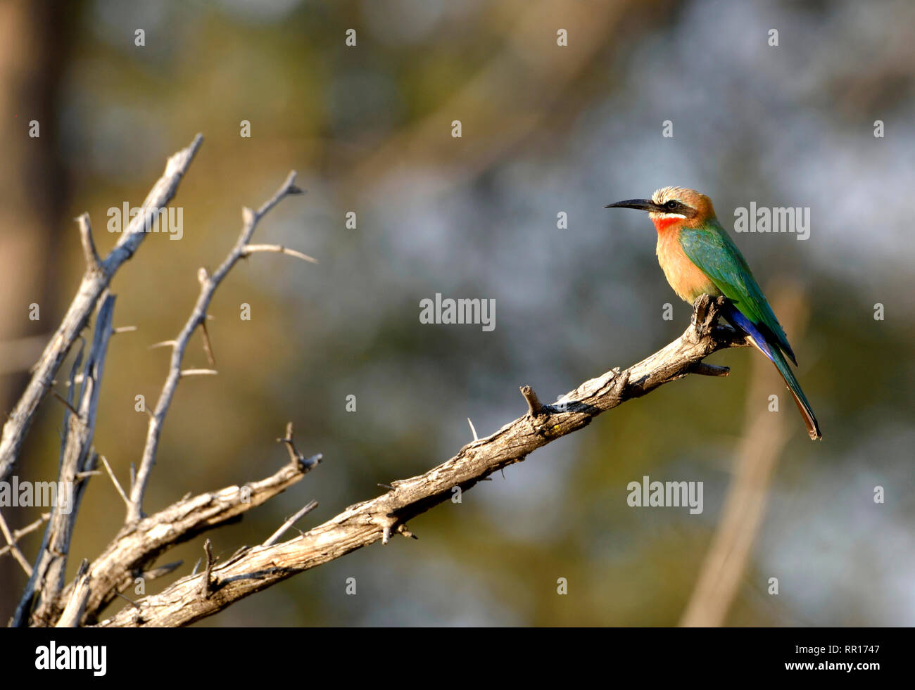 Zoologia, uccelli (Aves), bianco-fronteggiata Bee Eater (Merops bullockoides), Europea gruccione, Bwabwata Nat, Additional-Rights-Clearance-Info-Not-Available Foto Stock