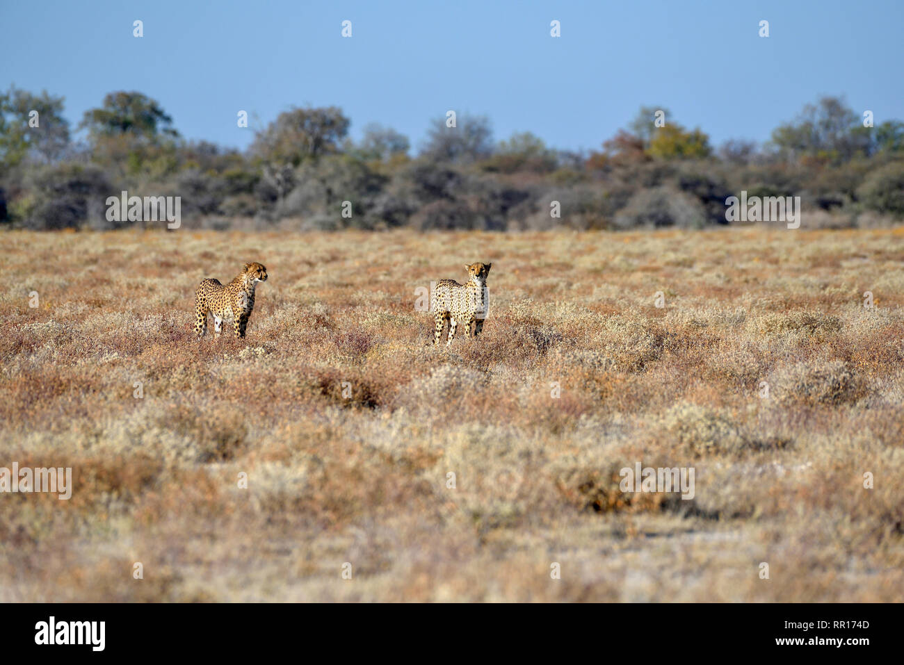 Zoologia, mammifero (mammalia), due ghepardi (Acinonyx jubatus), animali maschili, da Namutoni, Etosha Na, Additional-Rights-Clearance-Info-Not-Available Foto Stock