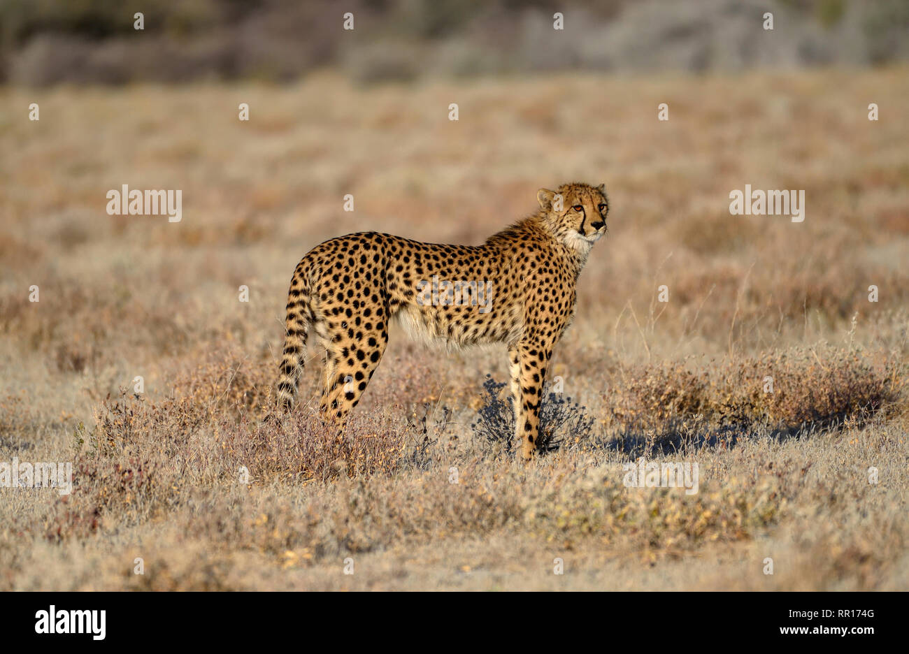 Zoologia, mammifero (mammalia), ghepardo (Acinonyx jubatus), animale maschio, da Namutoni, il Parco Nazionale di Etosha, Additional-Rights-Clearance-Info-Not-Available Foto Stock