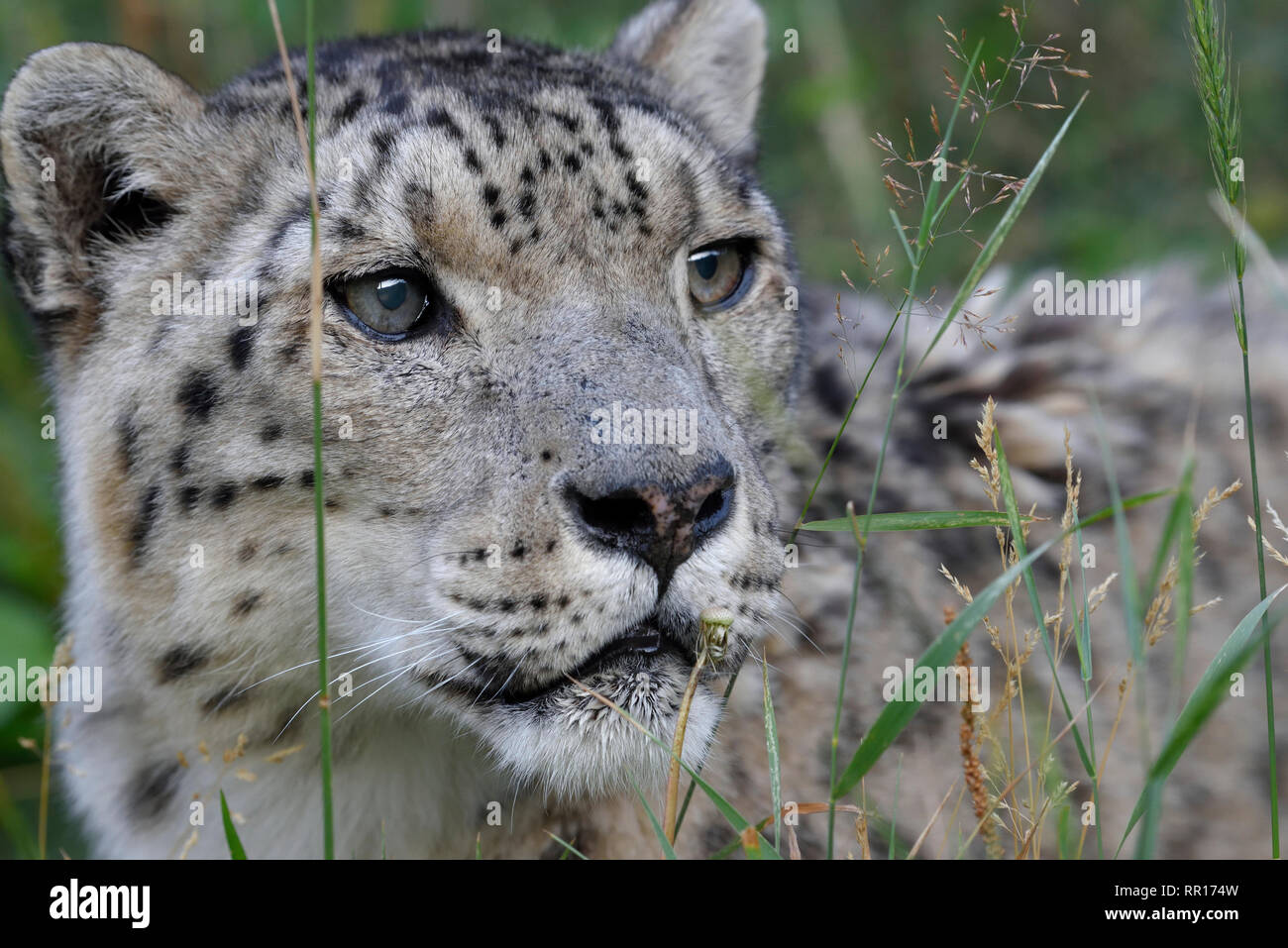 Zoologia, mammifero (mammalia), snow leopard (Panthera uncia) nell'involucro esterno "Ilbirs' del NAT, Additional-Rights-Clearance-Info-Not-Available Foto Stock