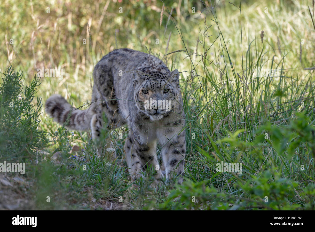 Zoologia, mammifero (mammalia), snow leopard (Panthera uncia) nell'involucro esterno "Ilbirs' del NAT, Additional-Rights-Clearance-Info-Not-Available Foto Stock
