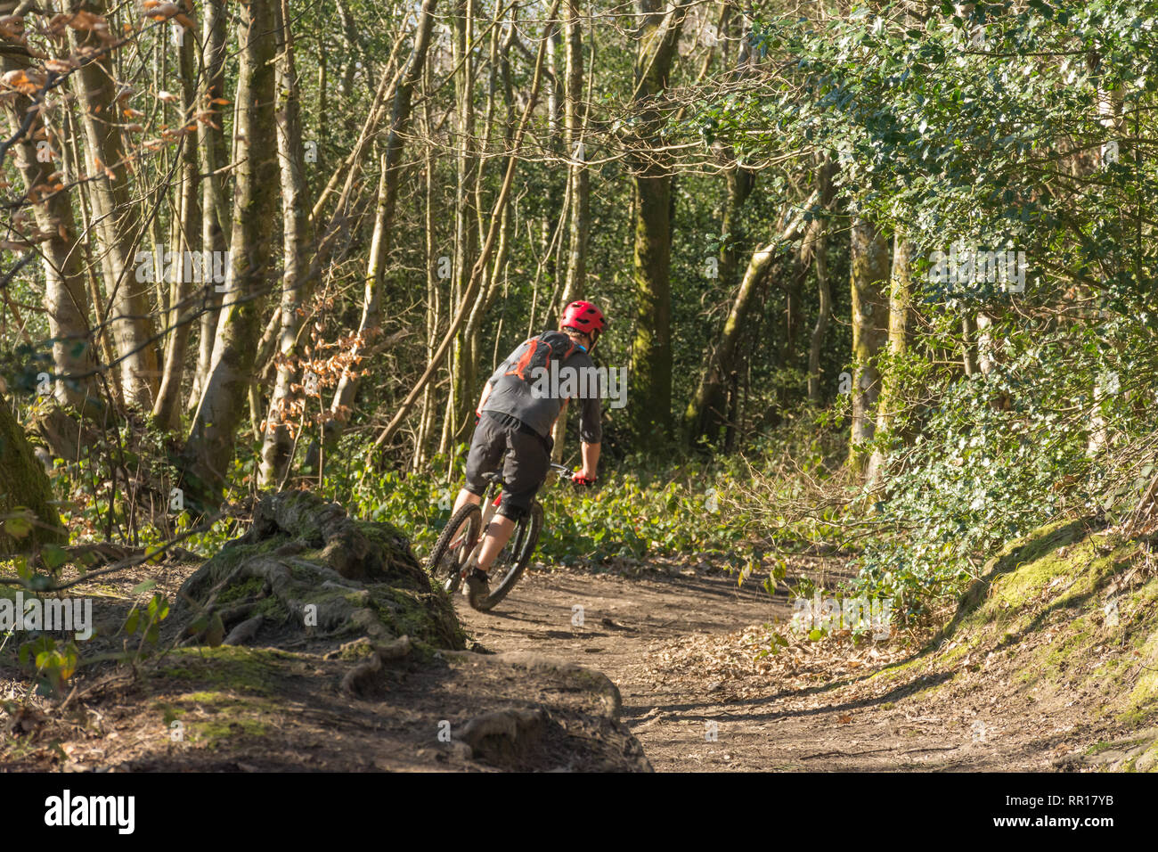 Ciclista escursioni in bicicletta attraverso la campagna presso la struttura Hurtwood nel Surrey Hills Area di straordinaria bellezza naturale (AONB), Regno Unito Foto Stock