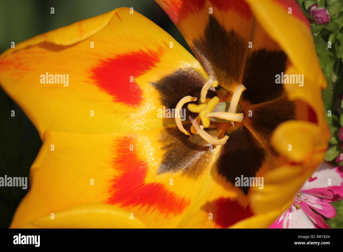 Bella tulipano coltivato arancio e giallo fiorito, tulipa, pianta che cresce nel giardino dei fiori. Foto Stock