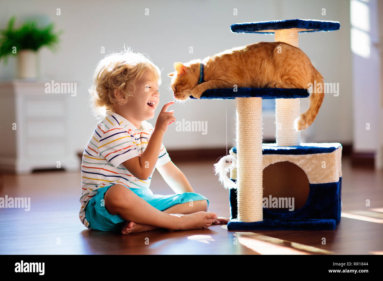 Bambini che giocano con il gatto di casa. Bambini e animali domestici. Little Boy alimentazione e petting carino color zenzero cat. Gatti tree e scratcher nel salotto interno. Foto Stock