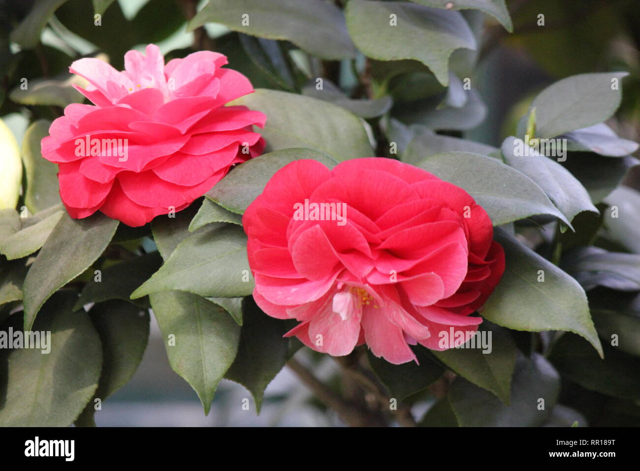 Bella, perfetta e Pink Camellia japonica, rosa di inverno, comune di camellia, japanese camellia, o tsubaki fioritura di fiori in un giardino. Foto Stock