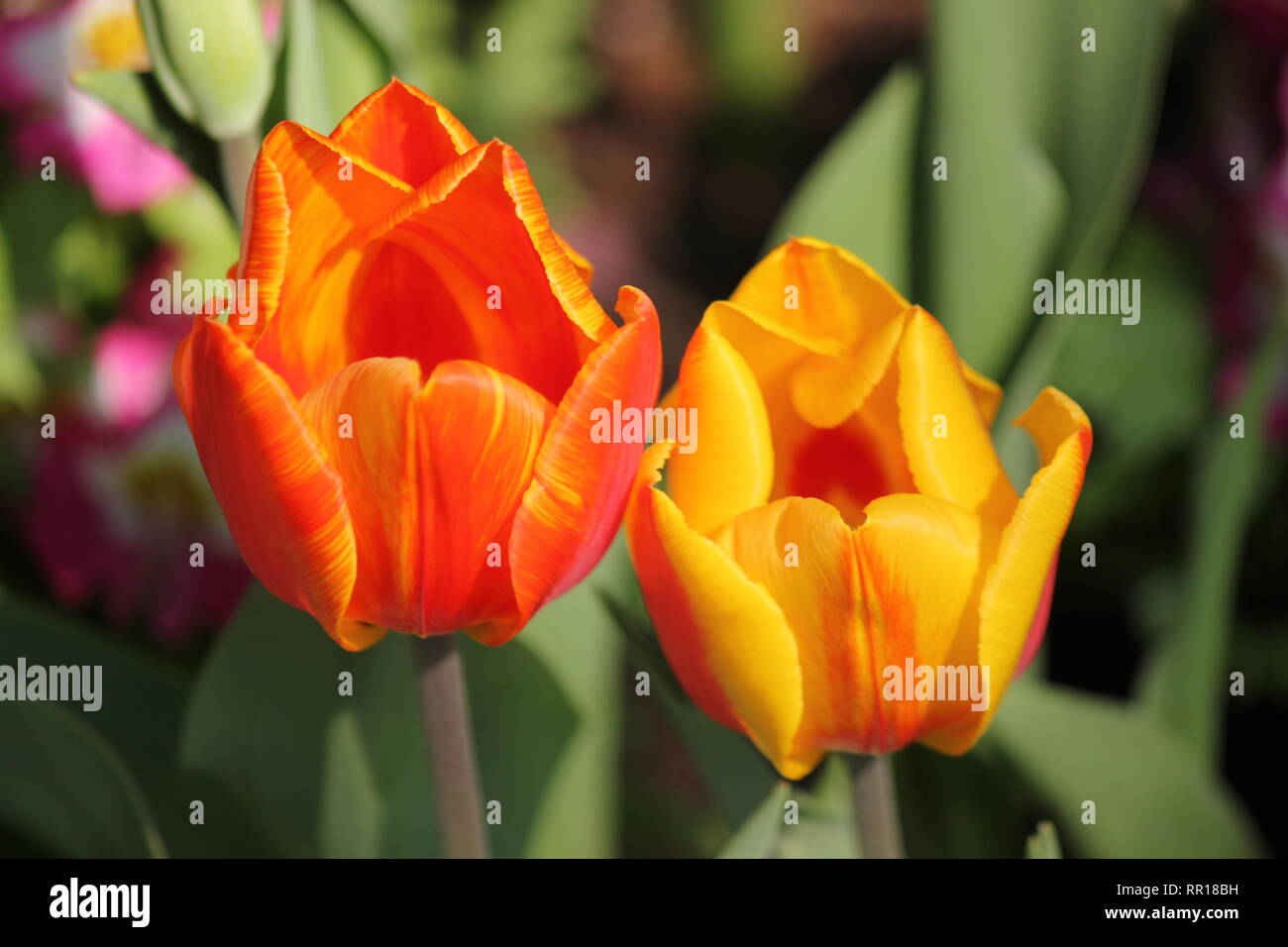 Bella tulipano coltivato arancio e giallo fiorito, tulipa, pianta che cresce nel giardino dei fiori. Foto Stock