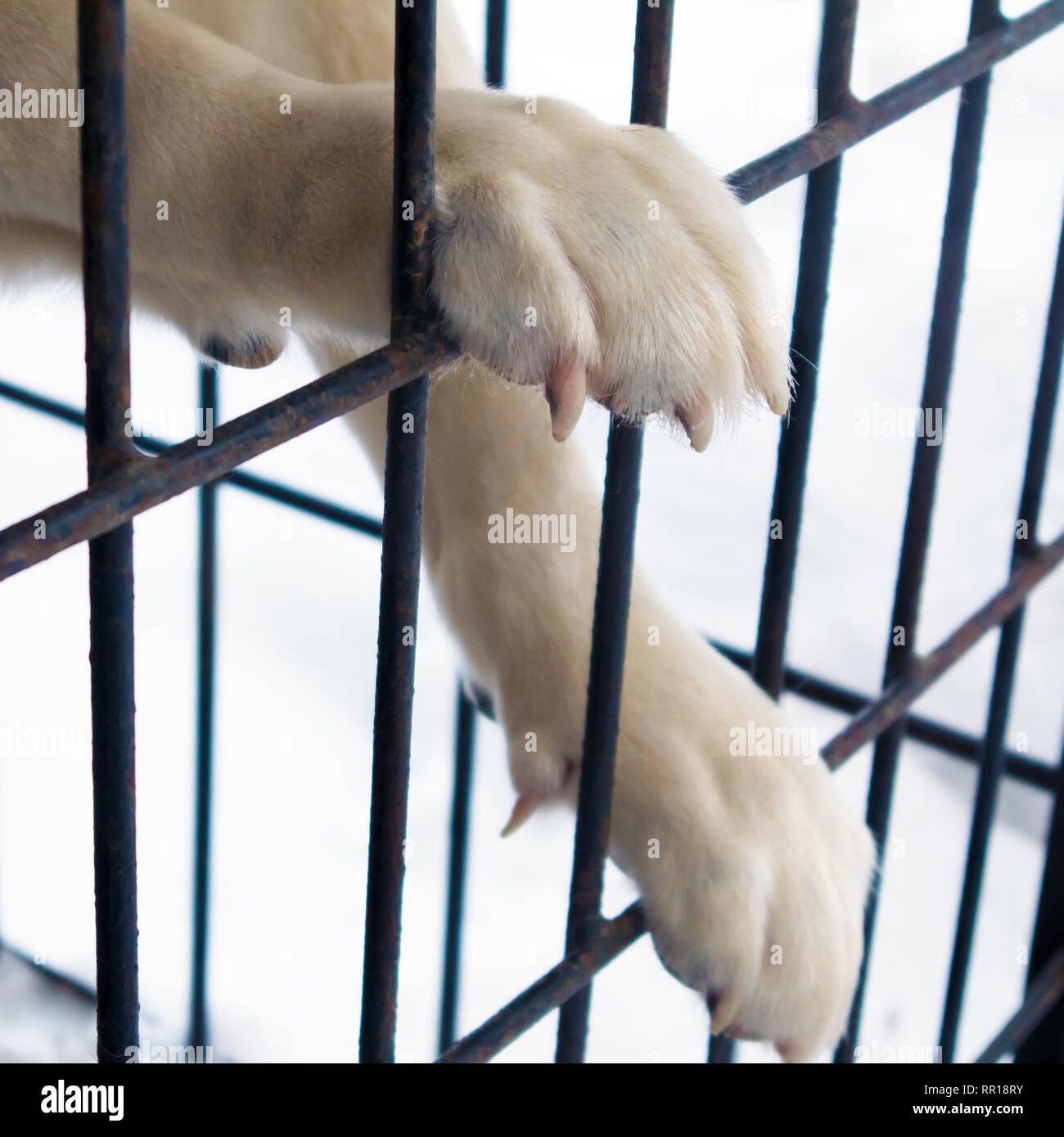 Zampe bianche di Akita Americano cane di stare in una grande gabbia di ferro all'aperto Foto Stock