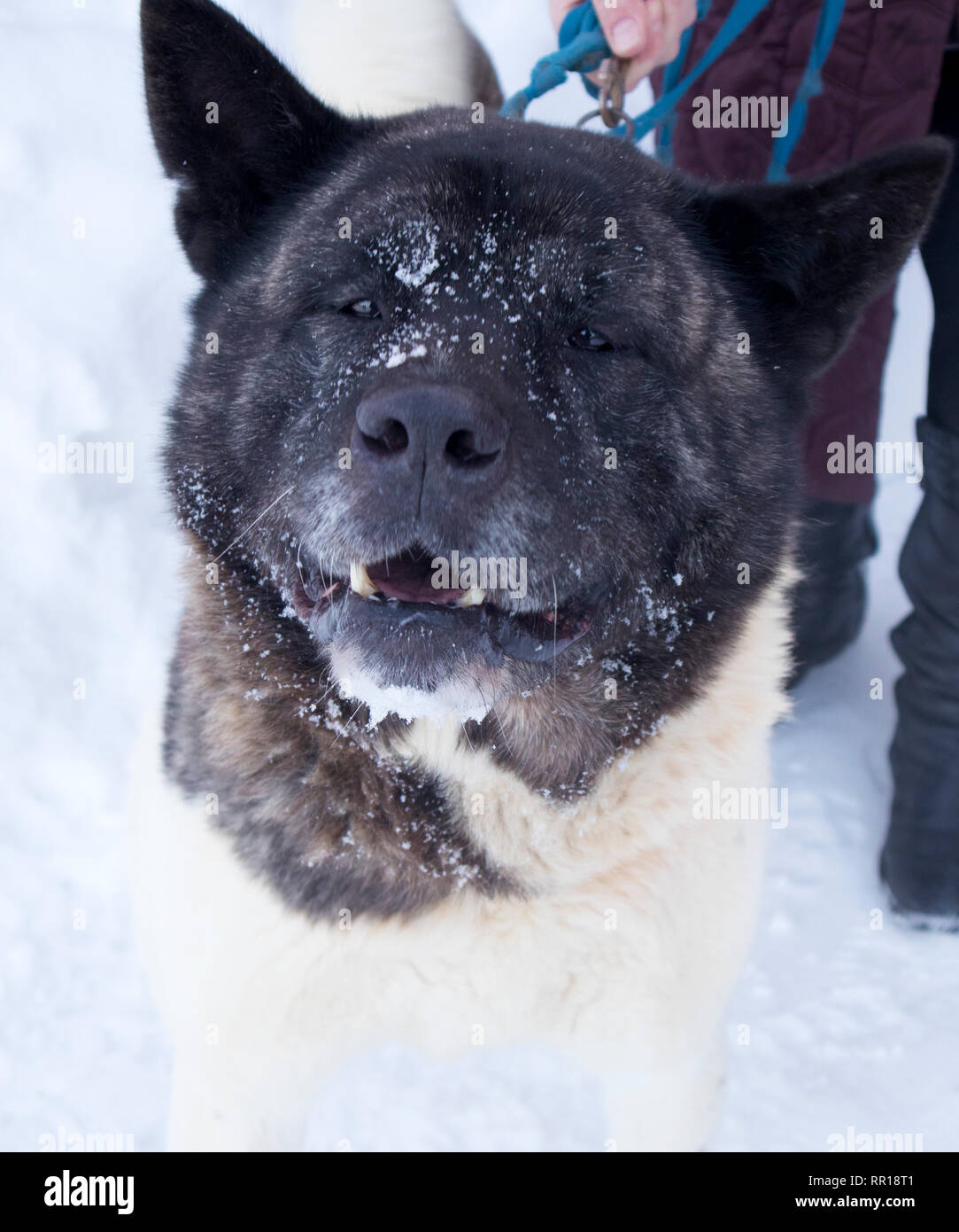 Carino adulto akita americano cane con divertenti nevicato muso su una passeggiata invernale Foto Stock