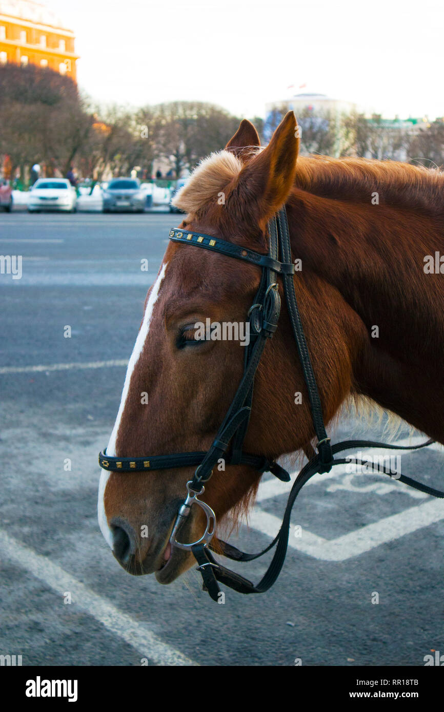 Profilo di divertente carino cavallo marrone in attesa per i passeggeri sulla strada di città Foto Stock