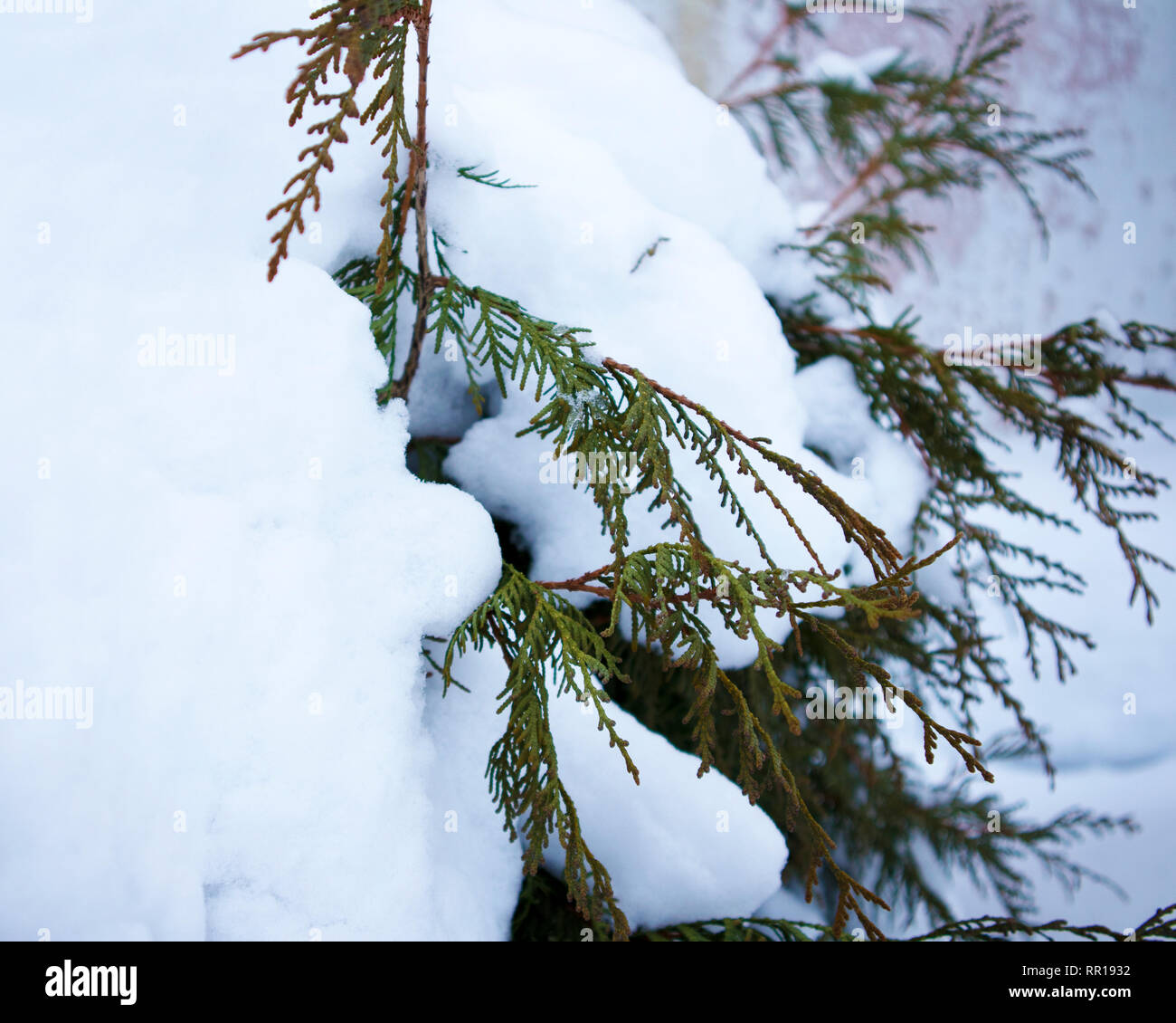 Giardino d'inverno, congelati thuja rami ricoperti di neve vicino. Umore invernale Foto Stock