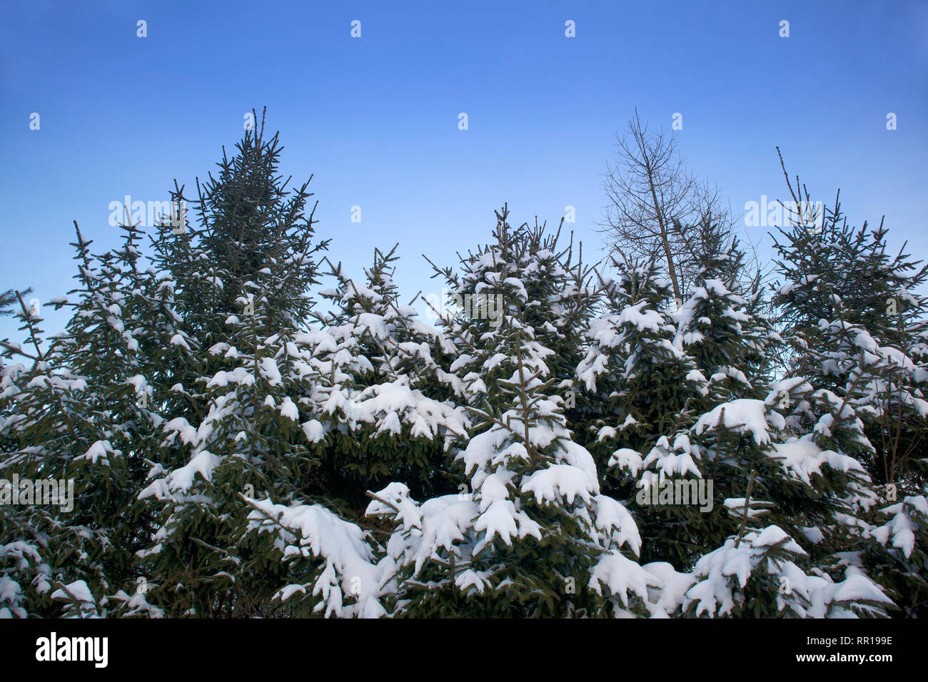 Inverno foresta, nevicato firs contro il cielo blu, vista in prospettiva dal basso Foto Stock