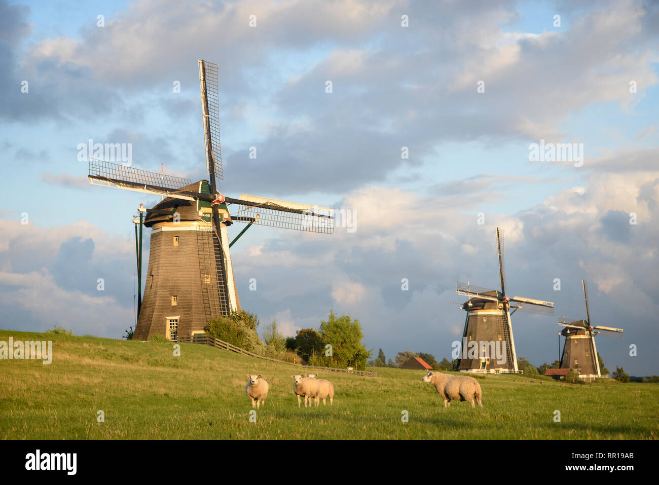 Le pecore di fronte a una fila di tre mulini a vento sotto le nuvole di Nizza nel tardo pomeriggio di luce di un giorno di estate in Leidschendam, Paesi Bassi. Foto Stock