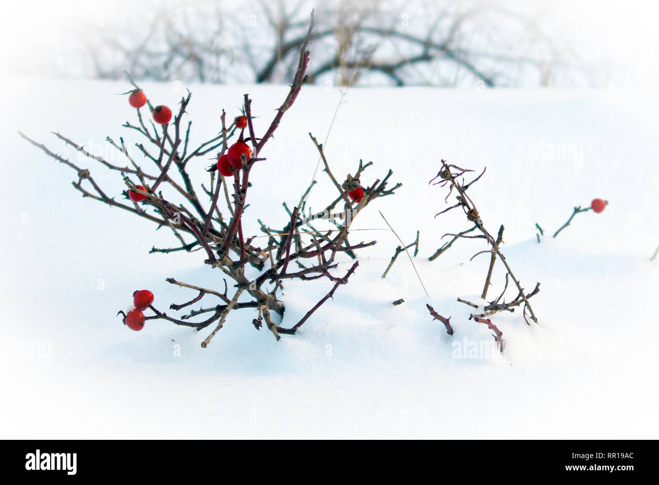 Paesaggio invernale con nevicato rami di rosa canina bush con rosso frutti congelati Foto Stock