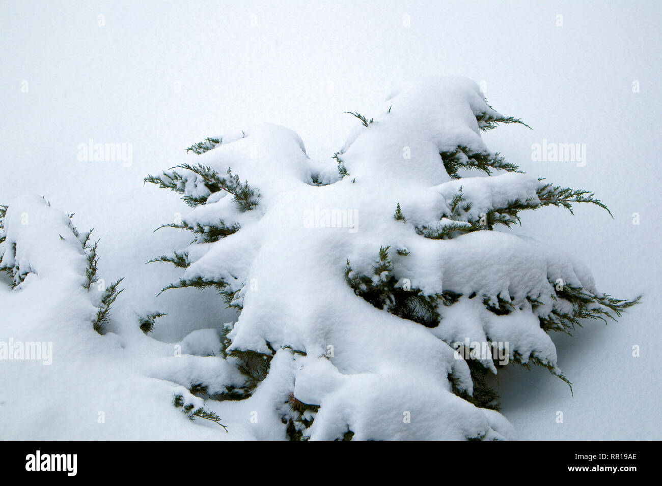 Giardino d'inverno, congelati thuja rami ricoperti di neve vicino. Umore invernale Foto Stock