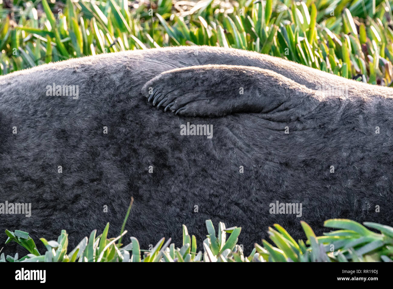 Guarnizione di elefante rilassante sulla spiaggia di Drake's Bay, parte del Point Reyes National Seashore in California. Foto Stock