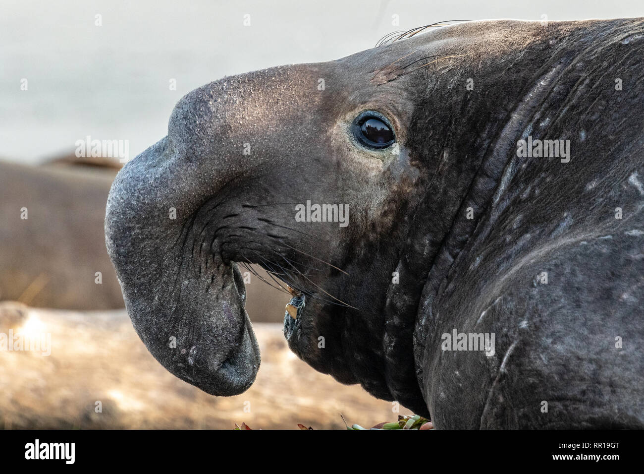 Close-up di Bull (maschio) guarnizione di elefante a Drake Bay, parte del Point Reyes National Seashore in California. I maschi si distinguono per la loro grande Foto Stock