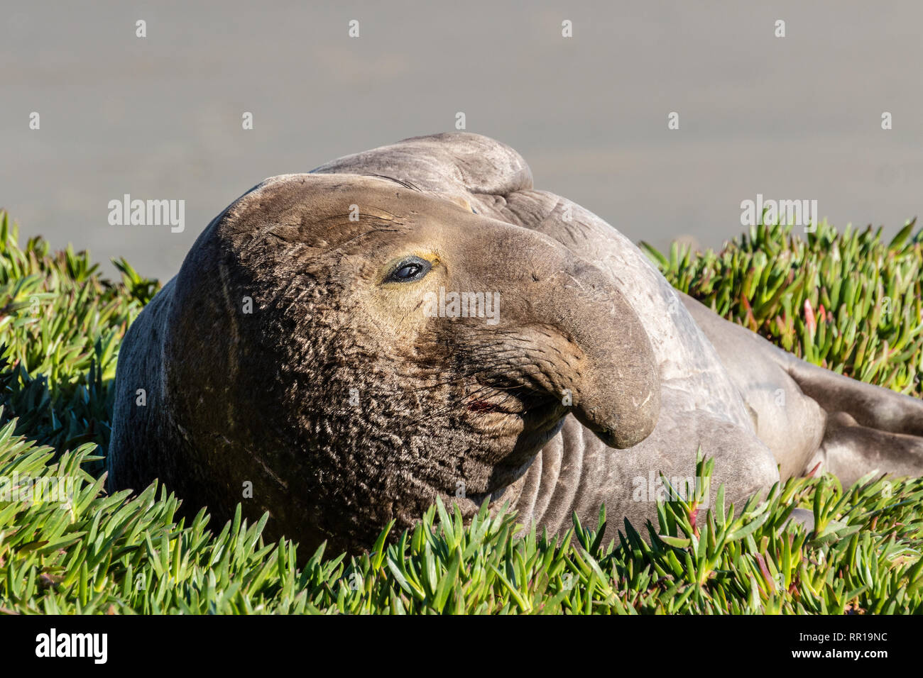 Maschio guarnizione di elefante rilassante sulla spiaggia di Drake's Bay, parte del Point Reyes National Seashore in California. I maschi si distinguono per la loro lar Foto Stock