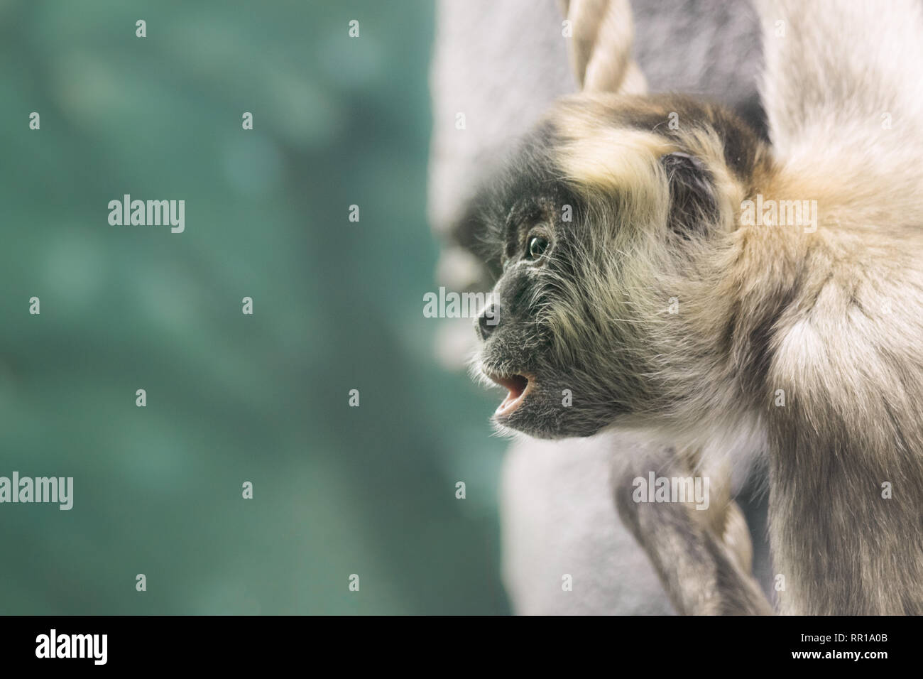 Profilo di una scimmia con bocca aperta Foto Stock
