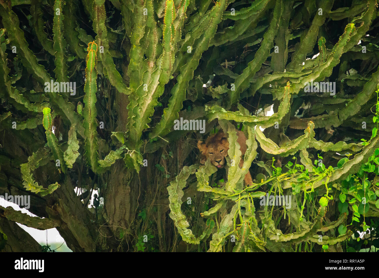 Un leone rampicante che riposa all'interno di un candelabro nel Parco Nazionale della Regina Elisabetta, Uganda Foto Stock