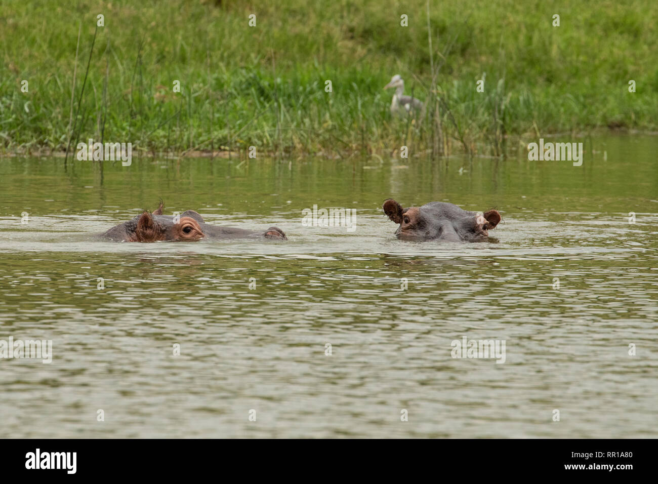 Due ippopotami sommersi nel canale kazinga del Parco Nazionale della Regina Elisabetta, Uganda Foto Stock