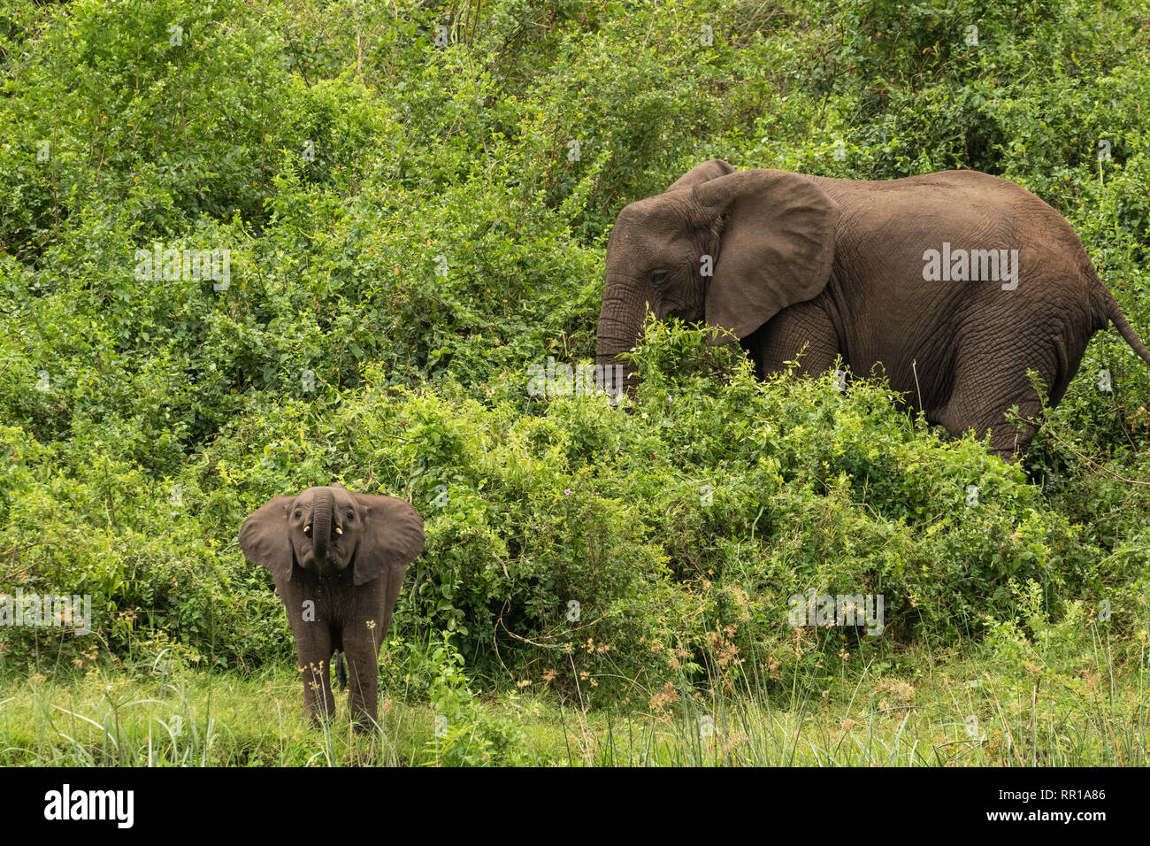 Una madre elefante che guarda sopra il suo giovane vitello mentre beve dal canale Kazinga tra i cespugli nel Parco Nazionale della Regina Elisabetta, Uganda Foto Stock