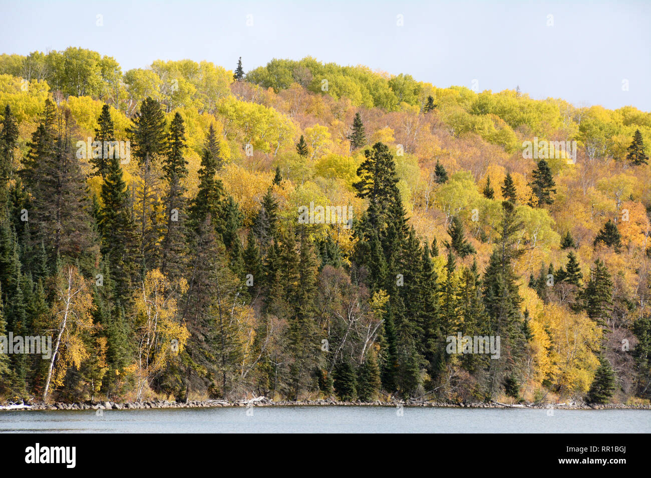 Di colore giallo brillante e di colore arancione della foresta di autunno colori sul lago Waskesiu in Prince Albert parco nazionale nel nord del Saskatchewan, Canada. Foto Stock