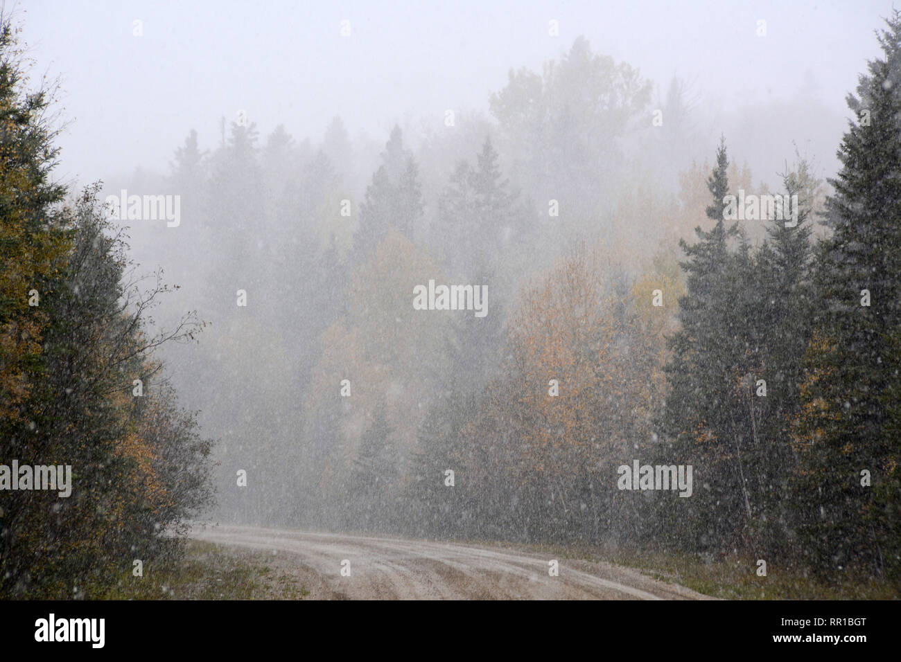 Un pesante inizio autunno nevicata in una remota strada forestale in Prince Albert National Park, Nord Saskatchewan, Canada. Foto Stock