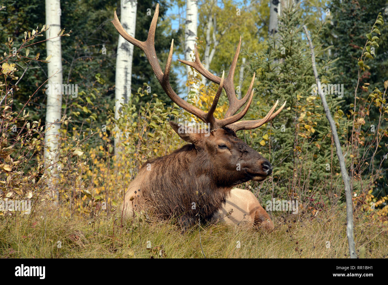 Un maschio adulto bull Manitoban elk ubicazione in una radura del bosco durante la stagione di accoppiamento in Prince Albert parco nazionale nel nord del Saskatchewan, Canada. Foto Stock