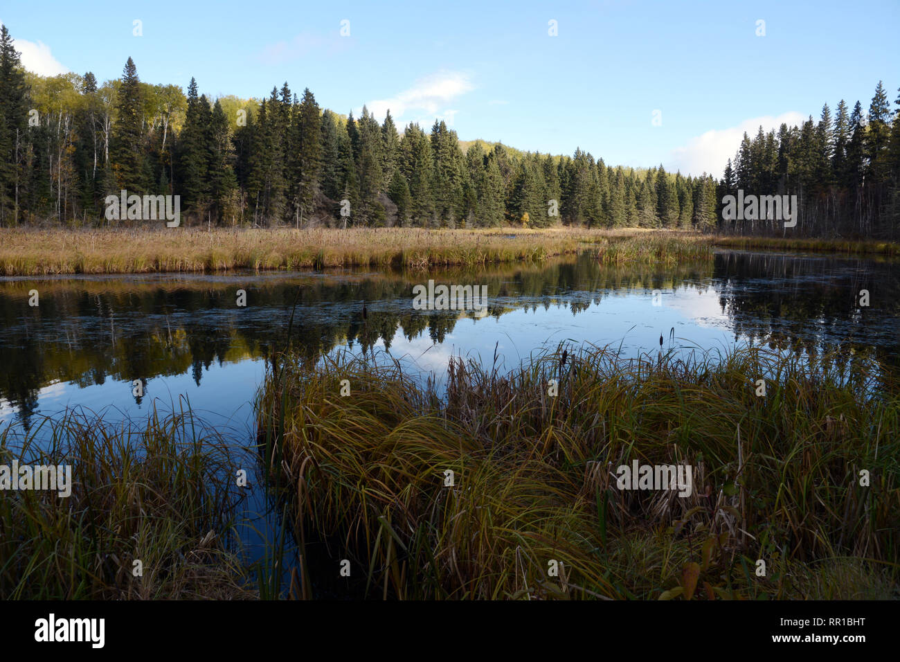 Una foresta di conifere al tramonto su banche palustre del lago Waskesiu in Prince Albert parco nazionale nel nord del Saskatchewan, Canada. Foto Stock