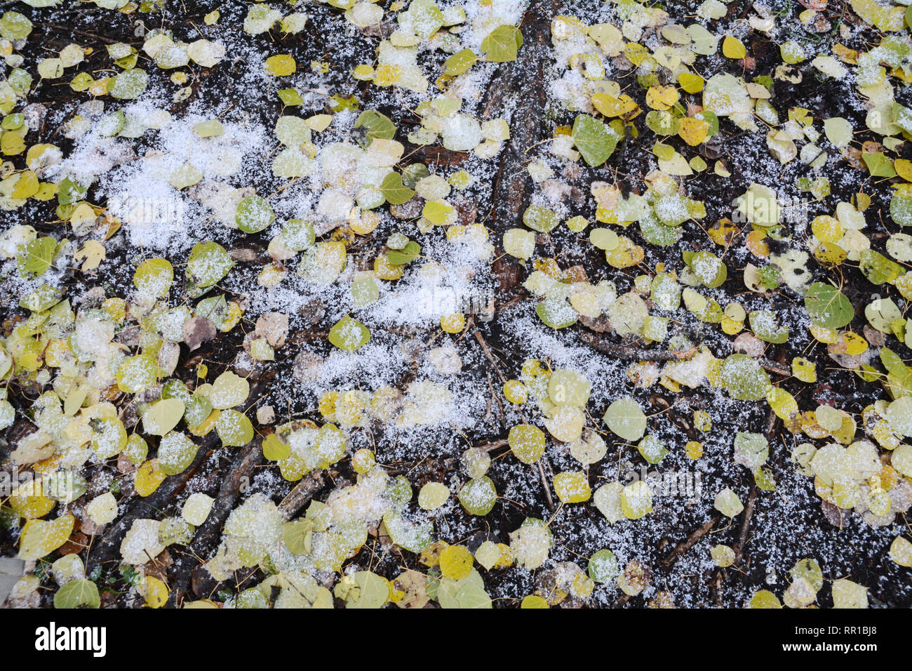 Morti autunno aspen lascia sul suolo della foresta coperta di neve fresca in Prince Albert National Park, Nord Saskatchewan, Canada. Foto Stock